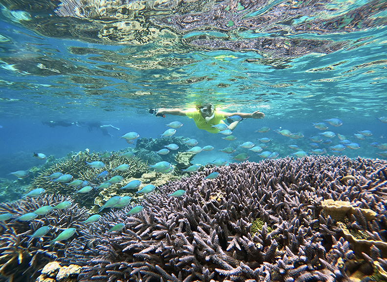 珊瑚與熱帶魚絕景景點觀察