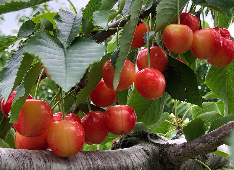 僅以有機堆肥栽培的天然成長「櫻桃」