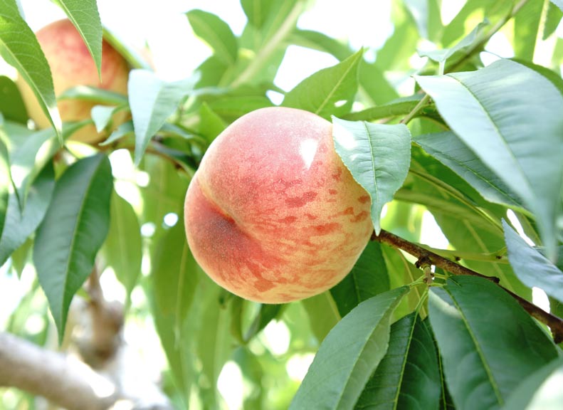 鮮嫩多汁，甜味也很高雅「水蜜桃」