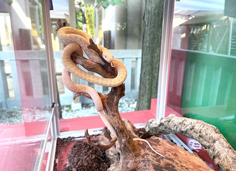 每隔12天一次的巳之日白蛇大神的緣日