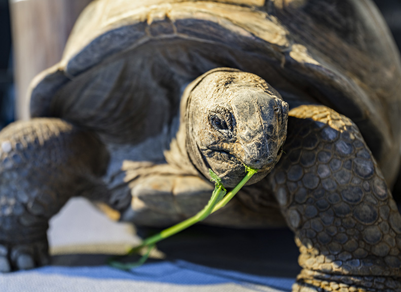 「空邊的庭園」SKYSHORE