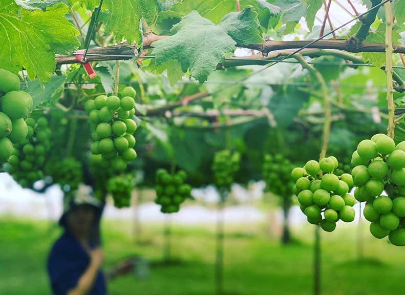 直接大口品嚐的至福品種選擇是尋寶體驗