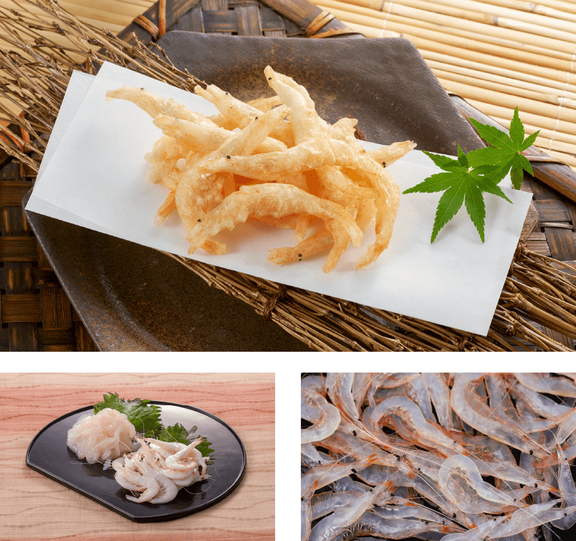 美食 白蝦料理 僅有此地才能嚐到的「富山灣的寶石」