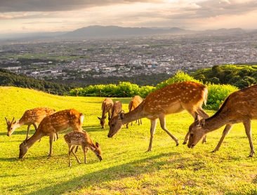 nara