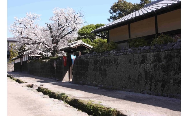 櫻花季節①