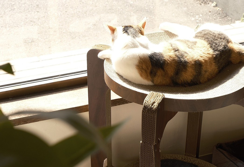 ネコトトモニ