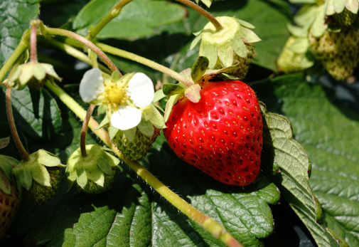 ニトリ観光果樹園