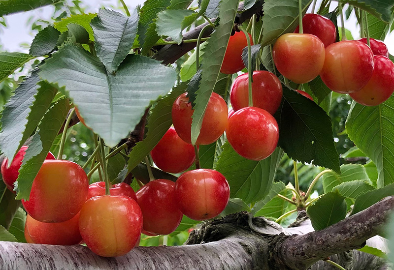 ニトリ観光果樹園