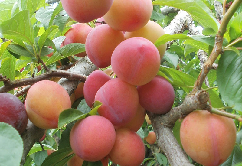 ニトリ観光果樹園