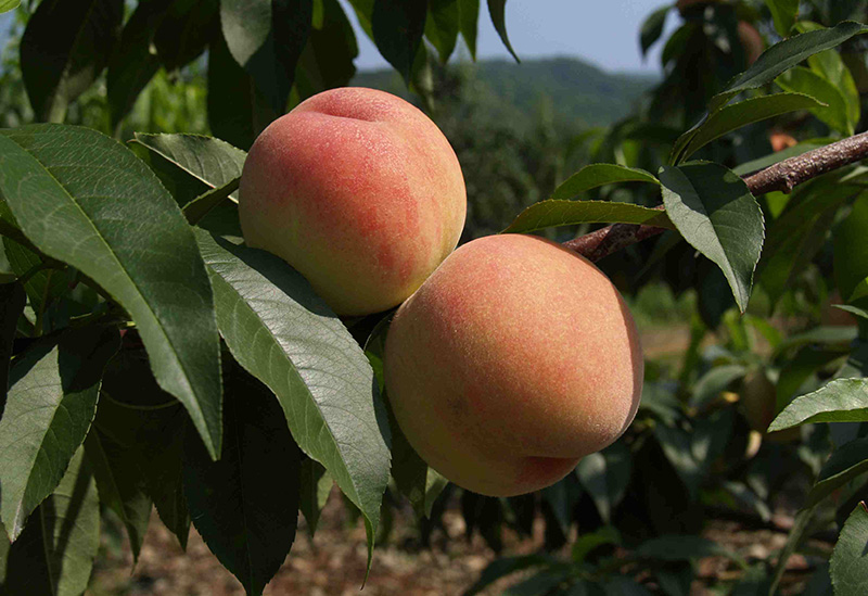 ニトリ観光果樹園