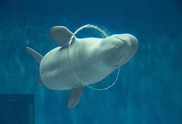 島根県立しまね海洋館アクアス