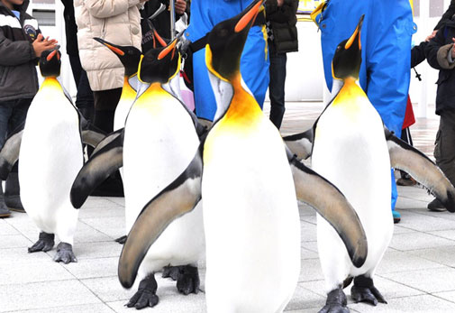 島根県立しまね海洋館アクアス