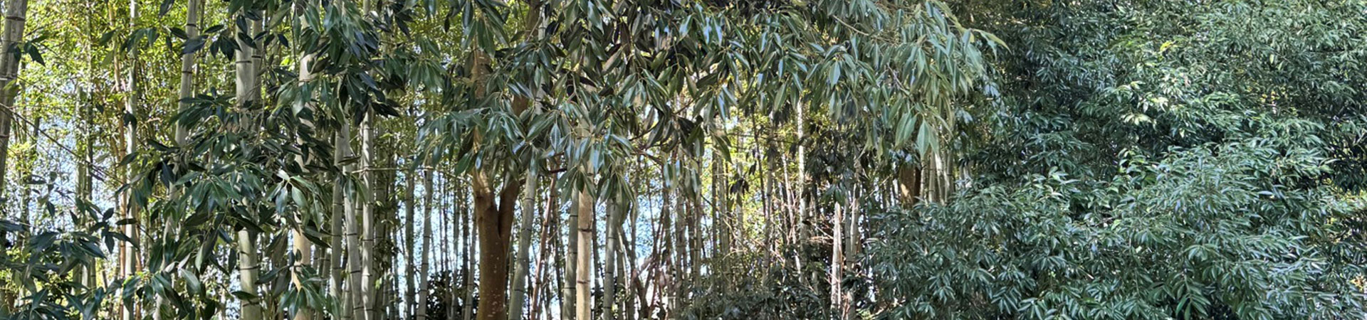 鹿島台神社