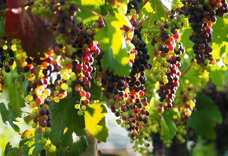 岩崎醸造株式会社