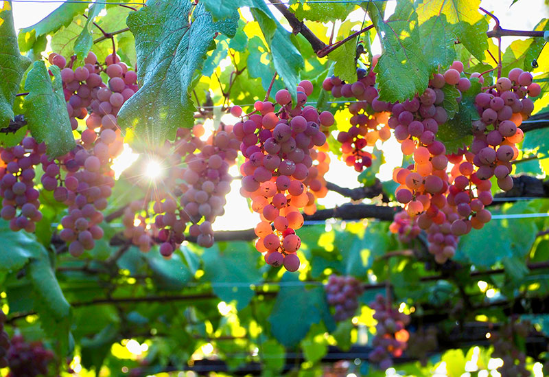 岩崎醸造株式会社