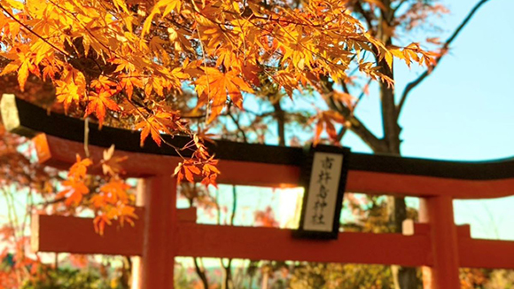 秋の画像1