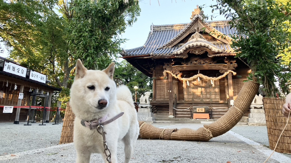 夏の画像1