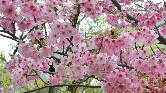 春の画像1