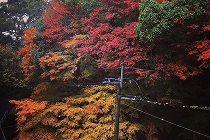 秋の画像2