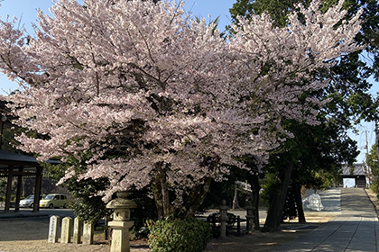 春の画像2
