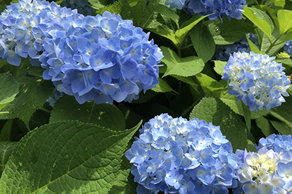 夏の画像2
