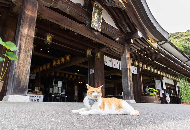 厄除けの寺　由加山蓮台寺