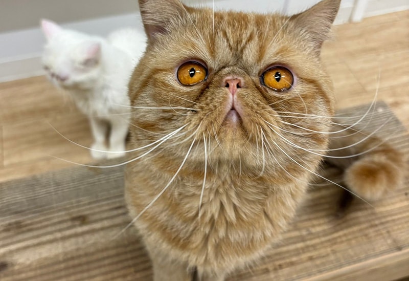 犬猫カフェ 月と太陽