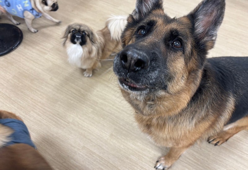 犬猫カフェ 月と太陽