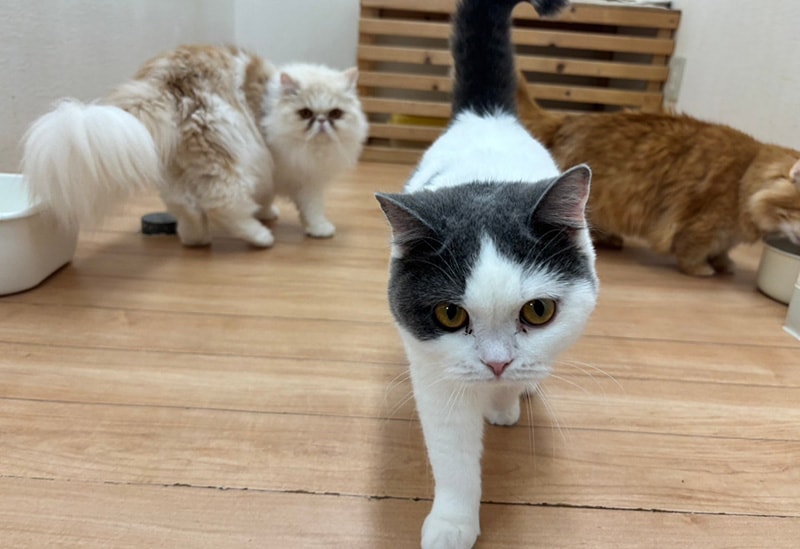 犬猫カフェ 月と太陽