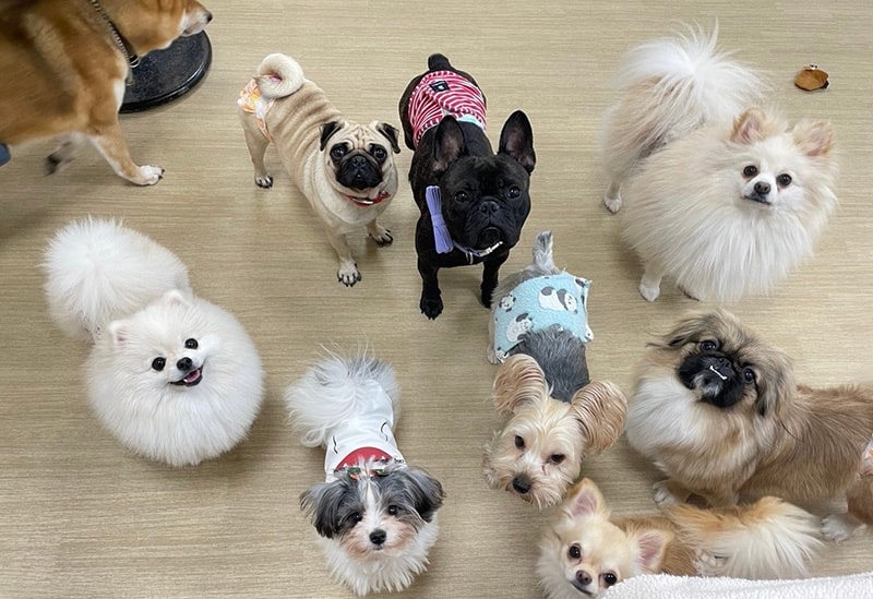 犬猫カフェ 月と太陽