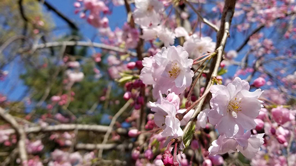 春の画像1
