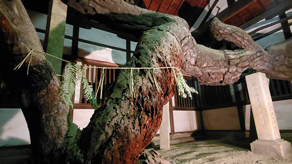 冬の画像1