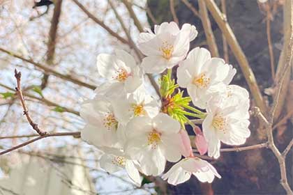 春の画像2