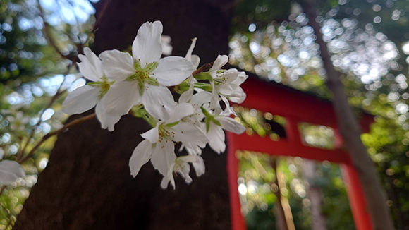 春の画像1