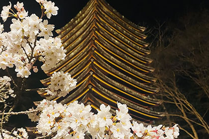 春の画像2