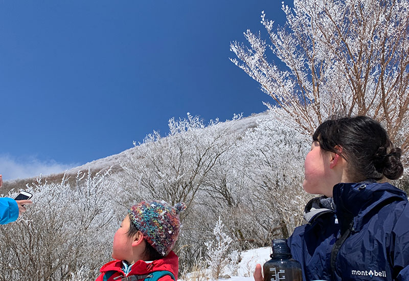 エバーグリーン