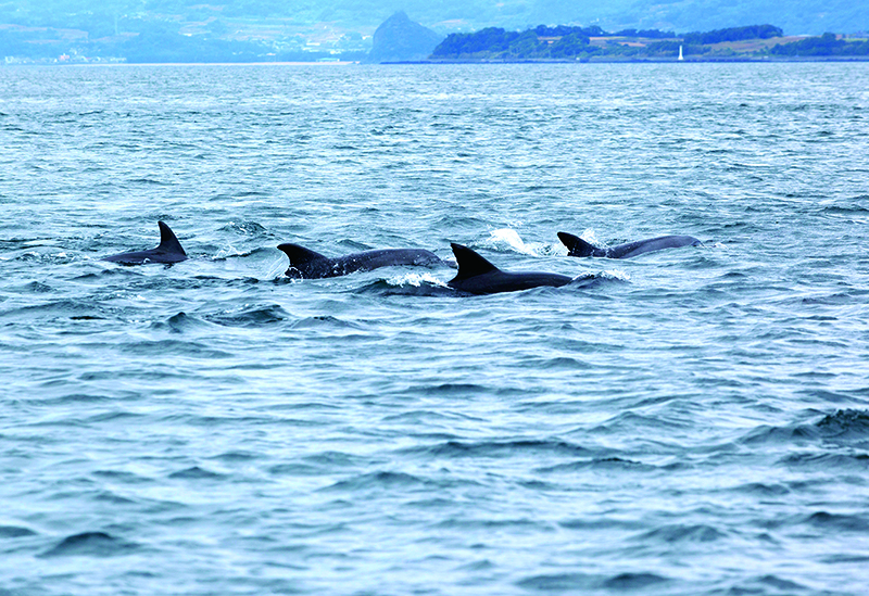 錦江湾クルーズ