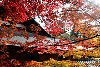 秋の画像2