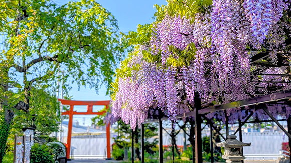 春の画像1