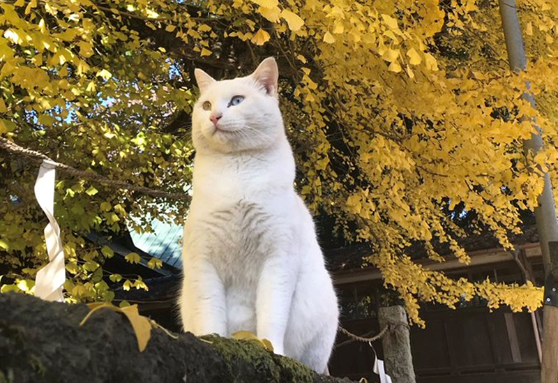 野木神社