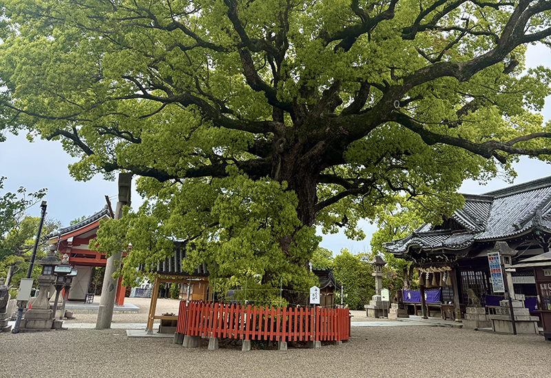 百舌鳥八幡宮