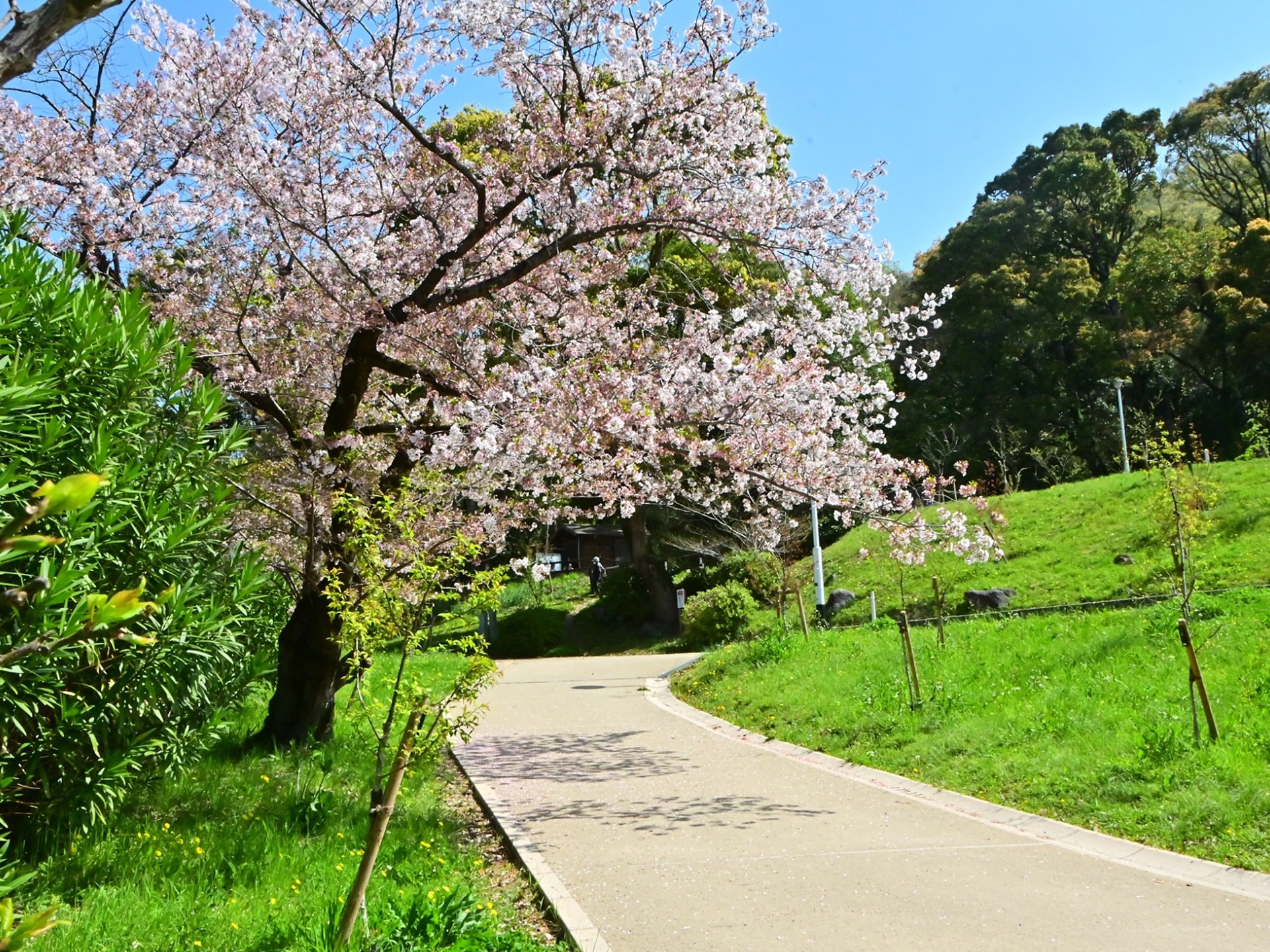 枚岡神社