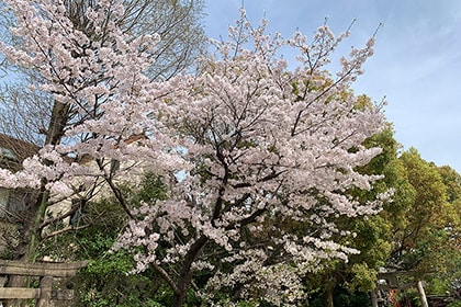 春の画像2